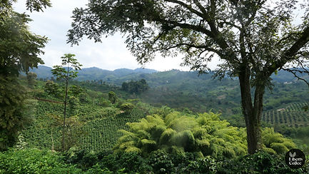 Lush green coffee plantation on rolling hills under cloudy sky. Large trees frame the scene. "Liberty Coffee" logo in corner.