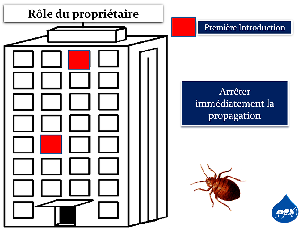 début d'infestation d'un immeuble