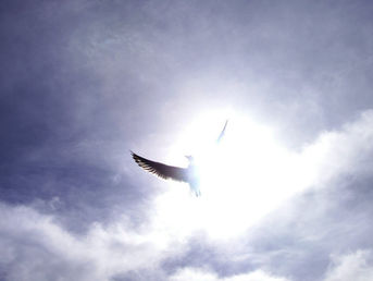 Allah yang Memberi Perlindungan