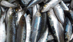 sardinha portuguesa