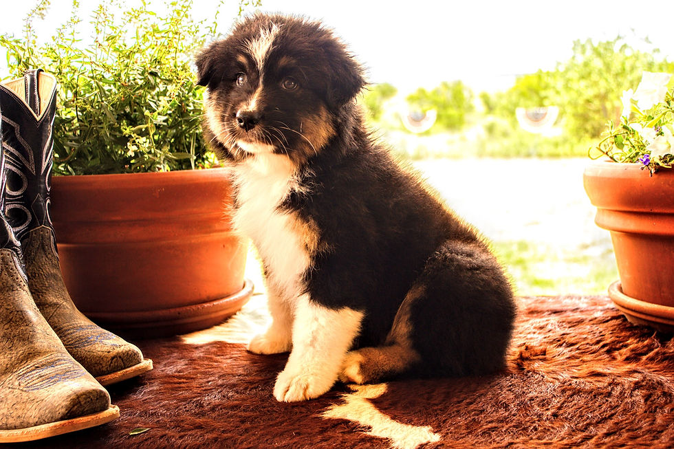 Black Tri Male - 1