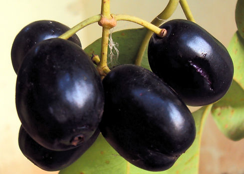 JAMUN_edited.jpg