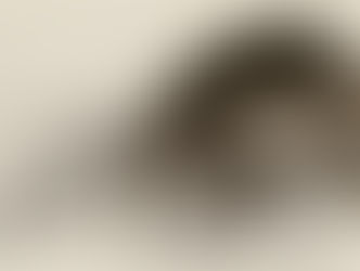 Die Verwandlung Franz Kafka