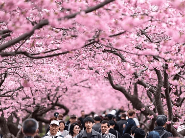 Tokyo cherry blossom