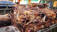 And you thought dog meat is not consumed in your country [VIDEO]