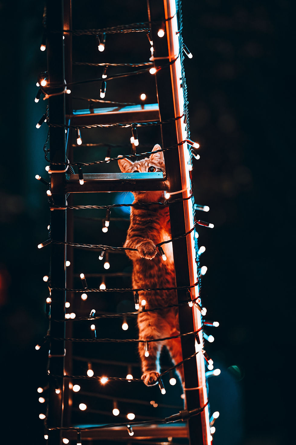 Cat climbing a ladder wrapped with Christmas lights