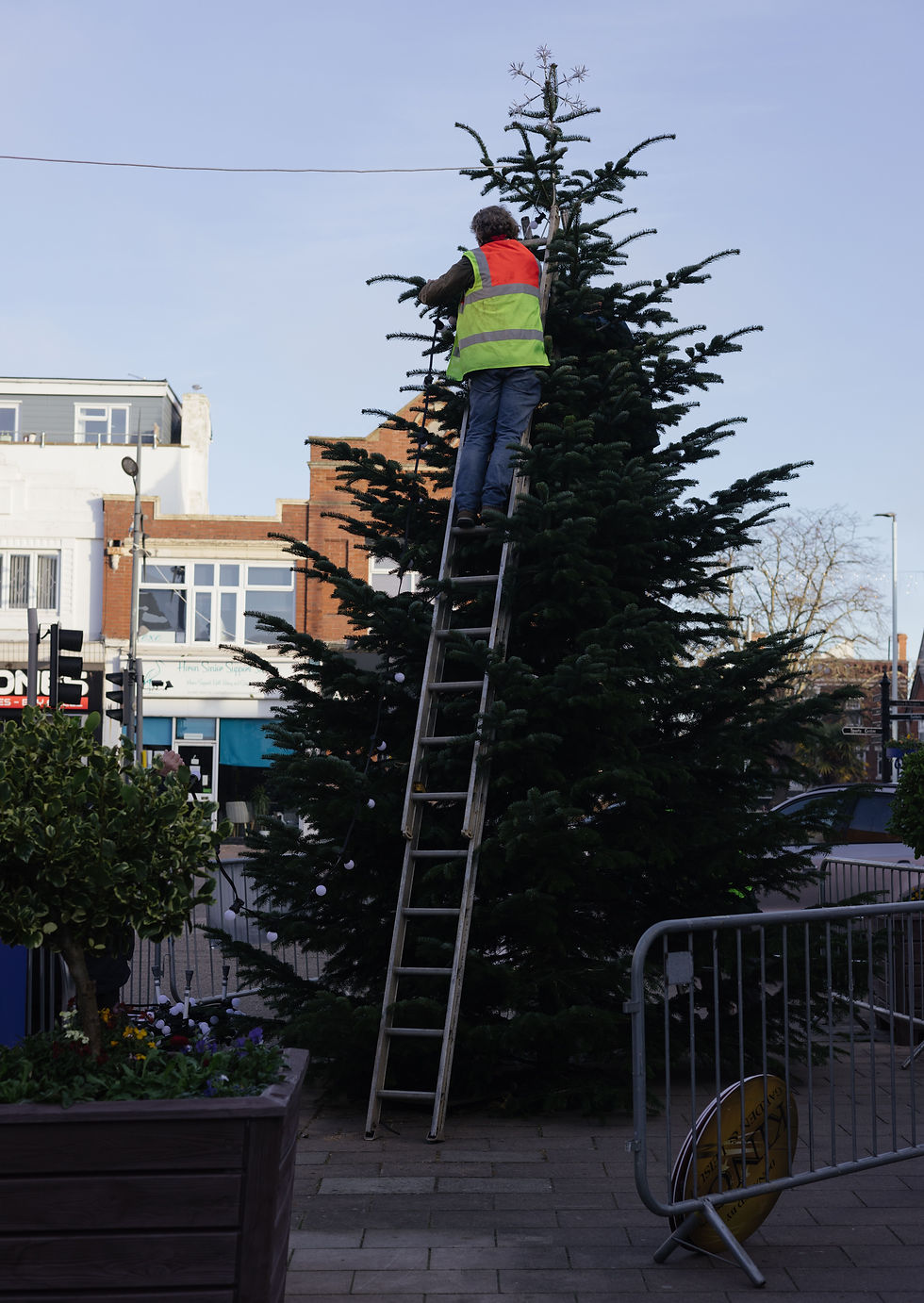 Person using a ladder while decorating a tall outdoor Christmas tree