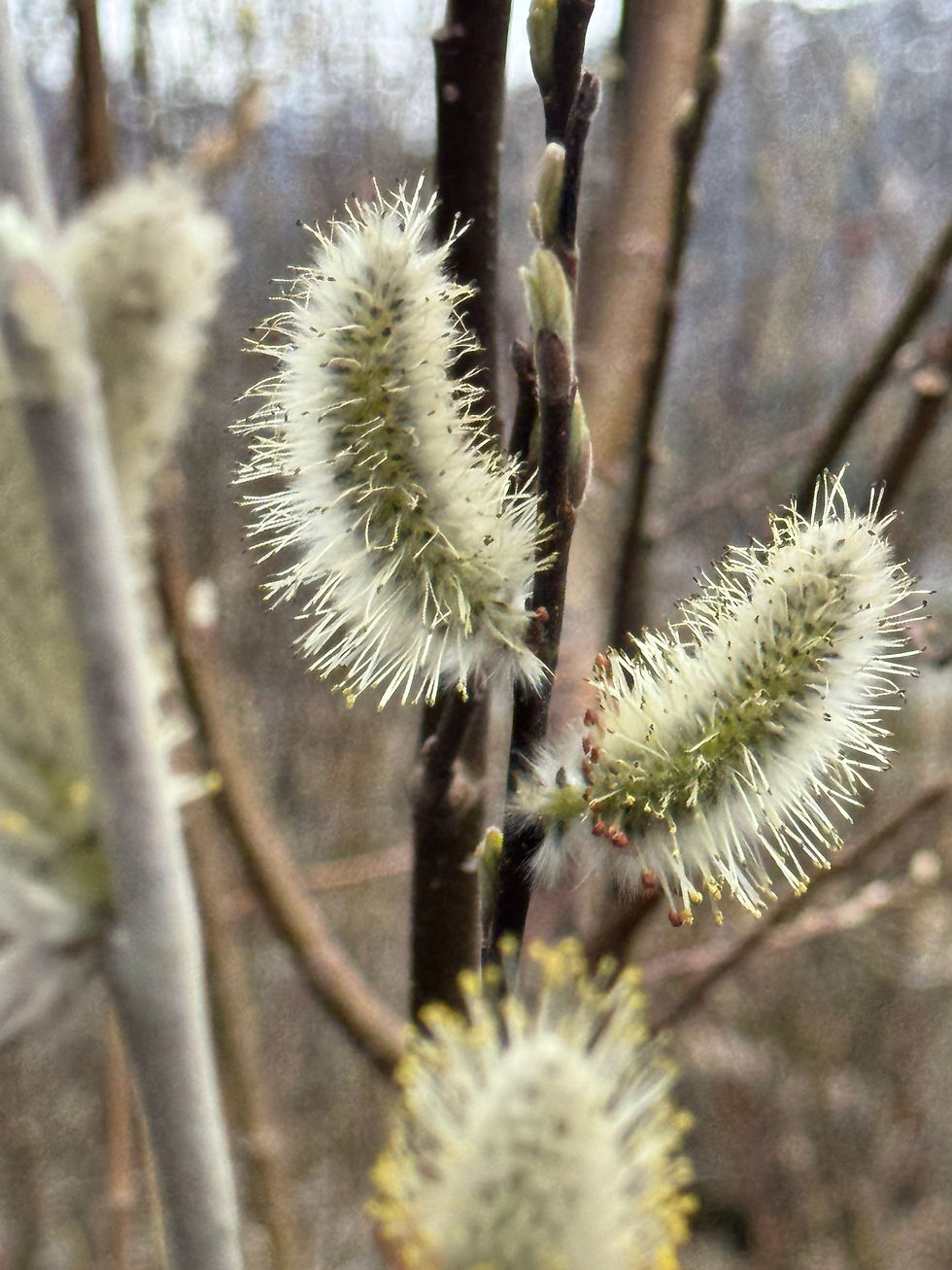 Spring is springing!