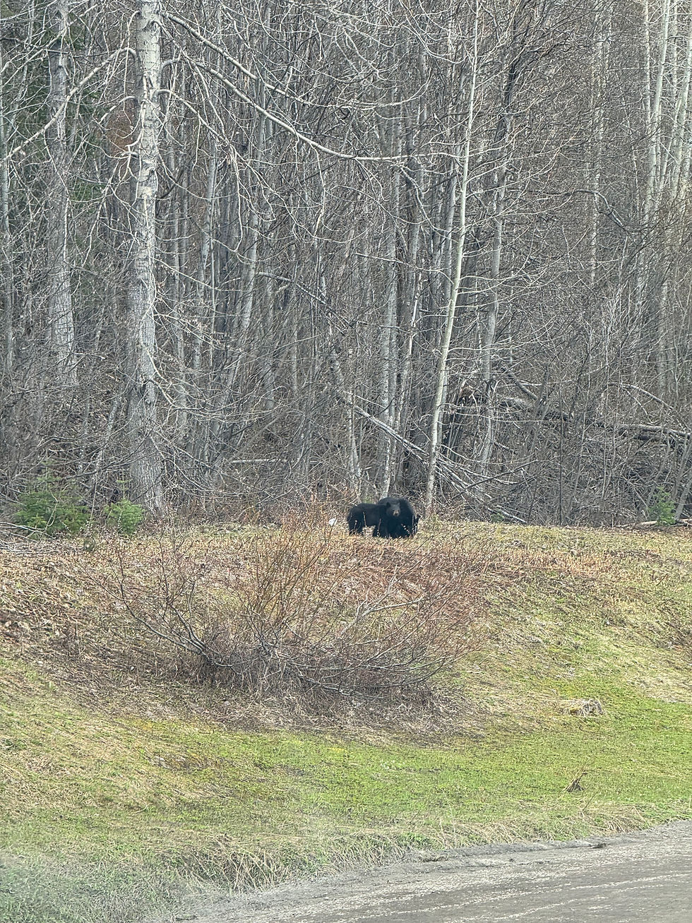 Black Bear mama and two cubs.