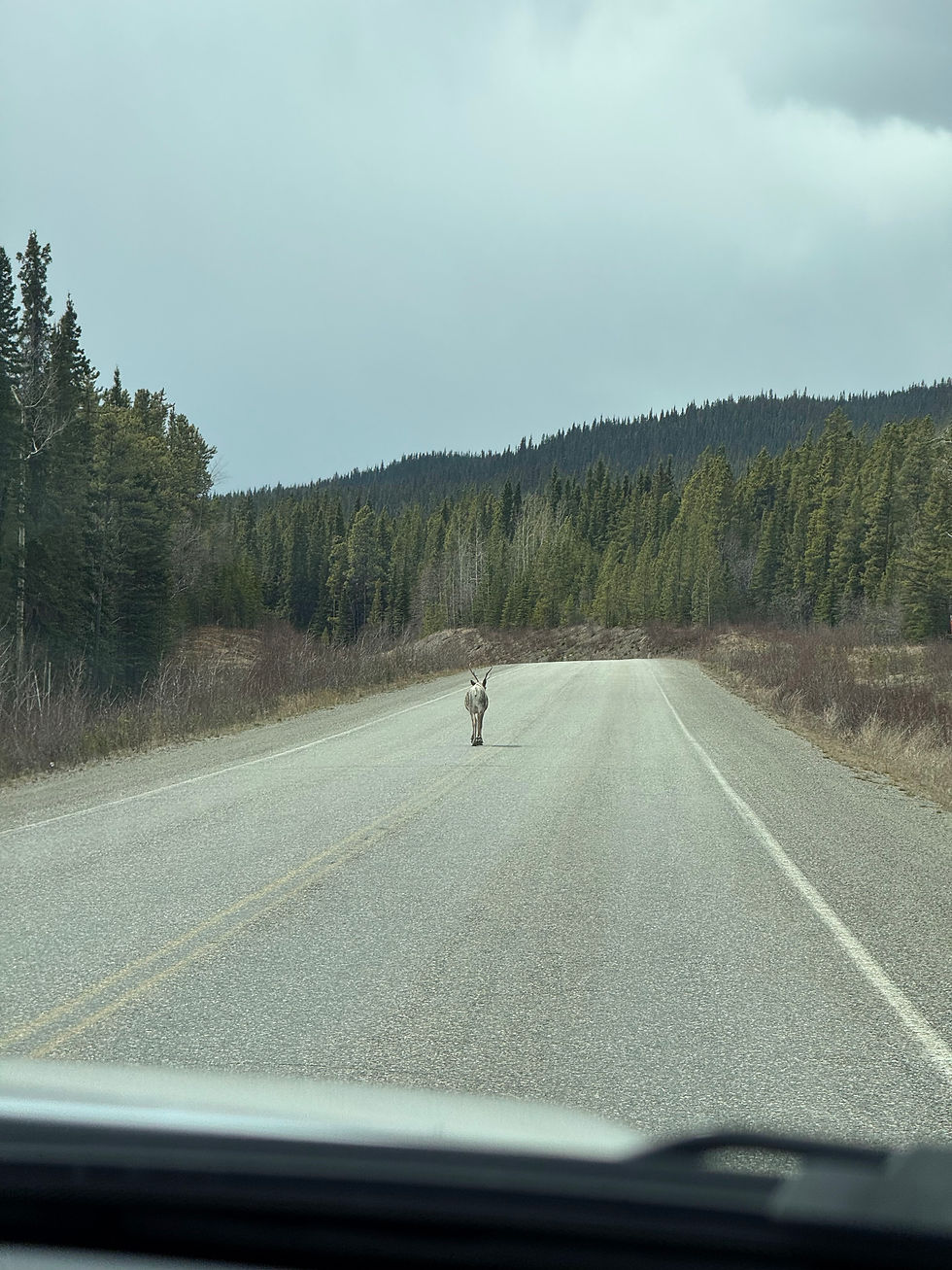 Caribou in the middle of the road.