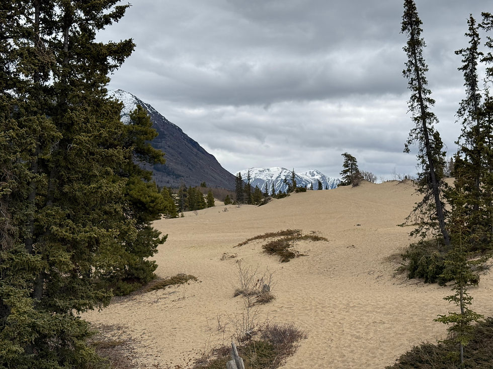 Carcross Desert. Not a true desert, but sand dunes left by glaciers.