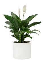 pot-min.png