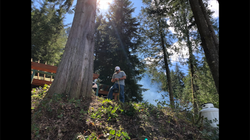 Limbing the trees