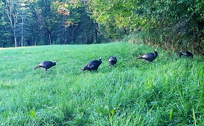 Creeping on Wildlife