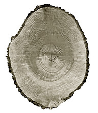Tree Circle no. 5