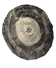 Tree Circle no. 8