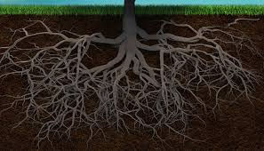 Rooted...