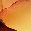 Pano de fundo 11.jpg