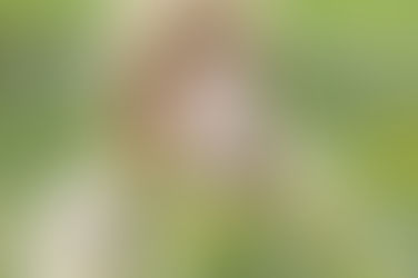 ALERGIA Y ACUPUNTURA