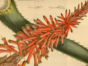 Aloe Arborescens (Spanish/Español Translation included)