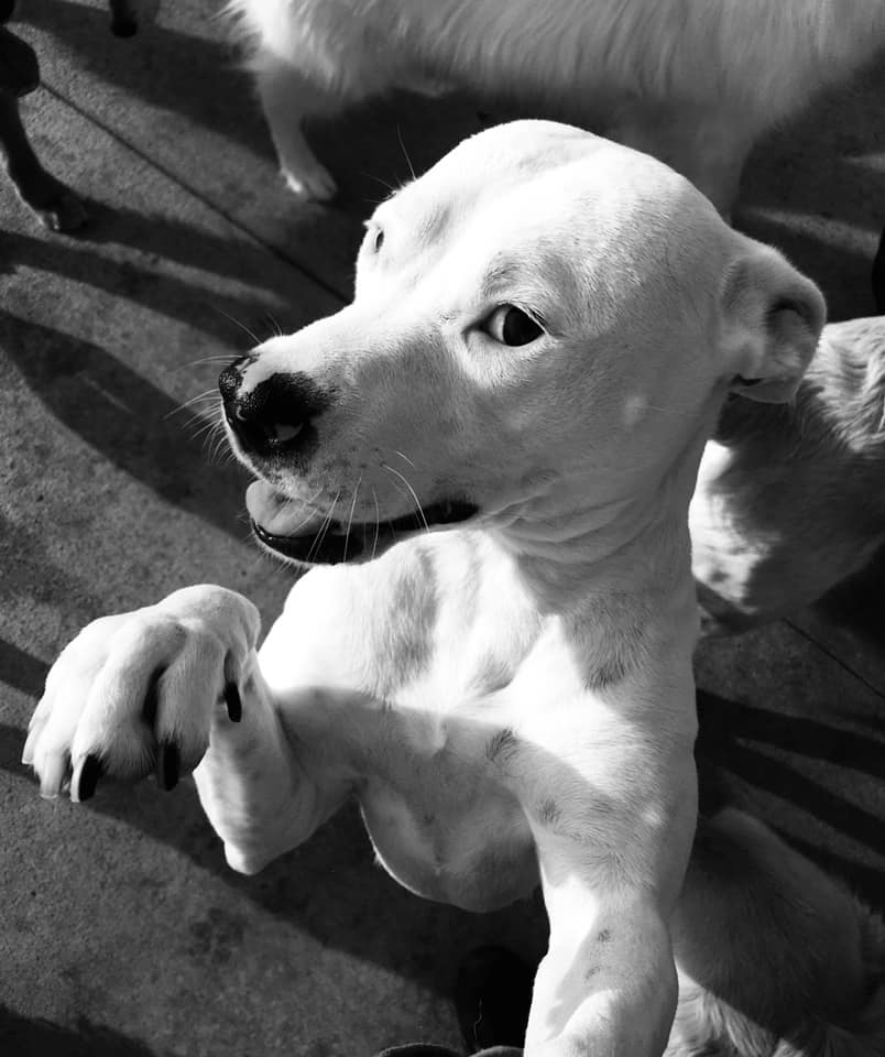 Canine Kennels of Clarence