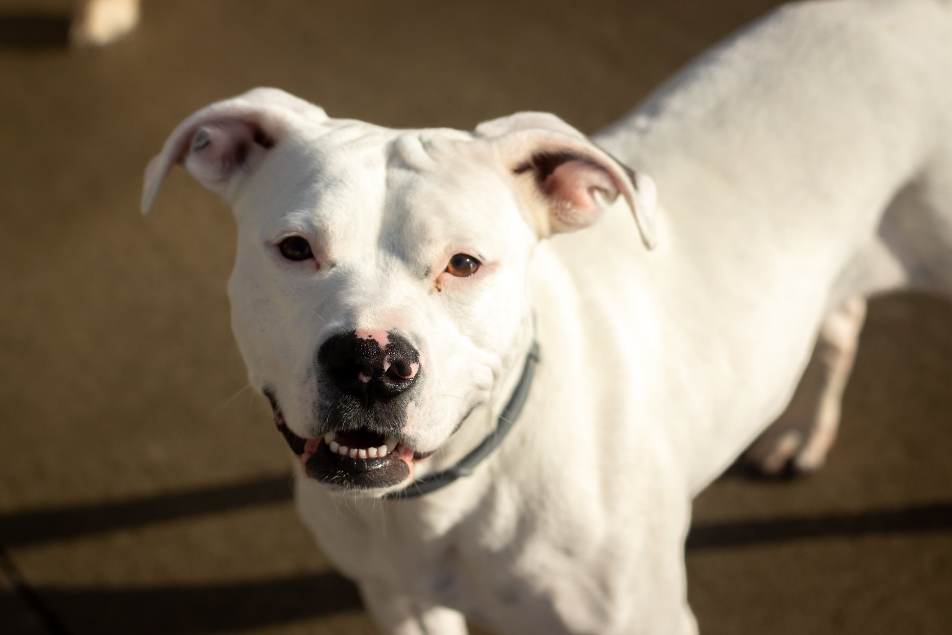 Canine Kennels of Clarence