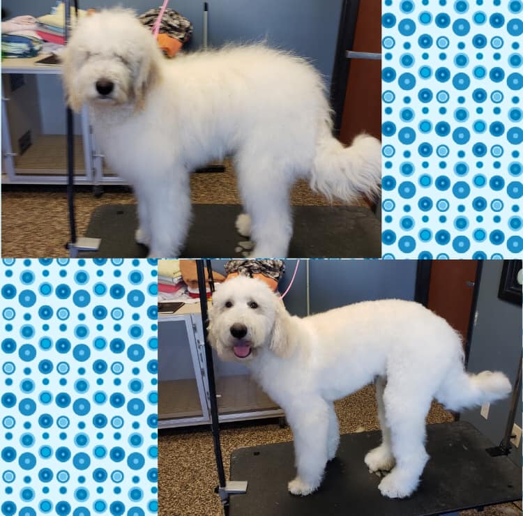 Photo Gallery caninekennels