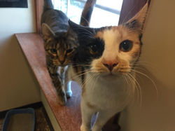 cats