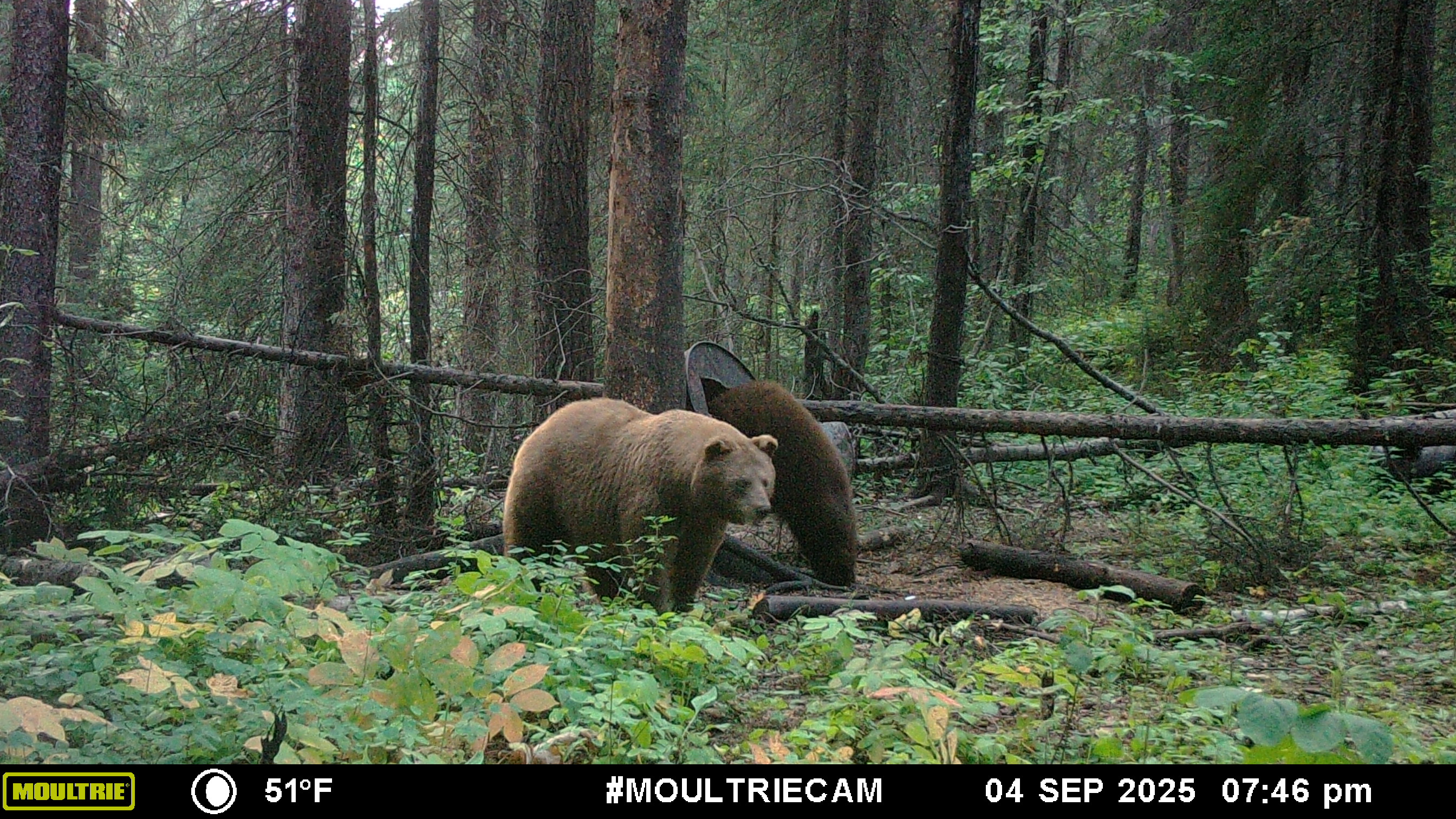 Forfait de chasse à l'ours noir tout inclus — Bear North Outfitters – Bear North Outfitters