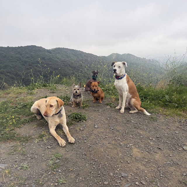 Choosing the Right Adventure for Your Dog: Hiking vs Pack Walks