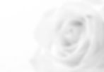 Beautiful white rose close-up can use as wedding background. Soft focus. In black and whit