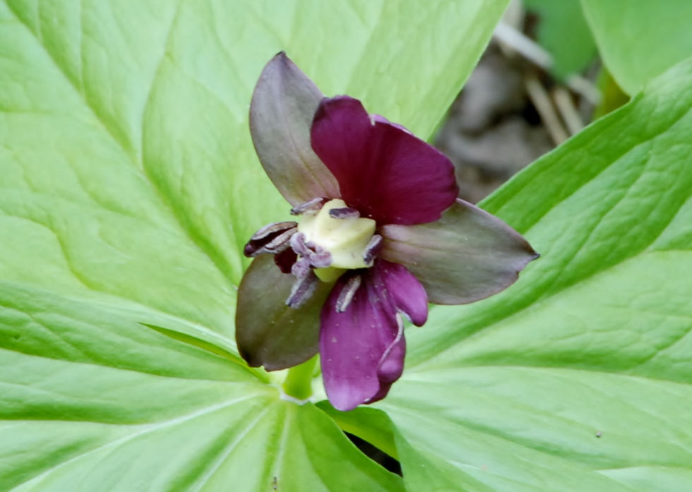 2014050809 017.JPG