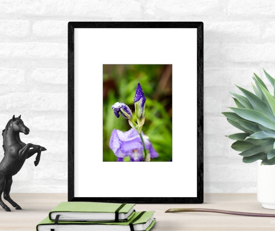 purple flower in a black frame with white mat, that is on a light coloured dresser.