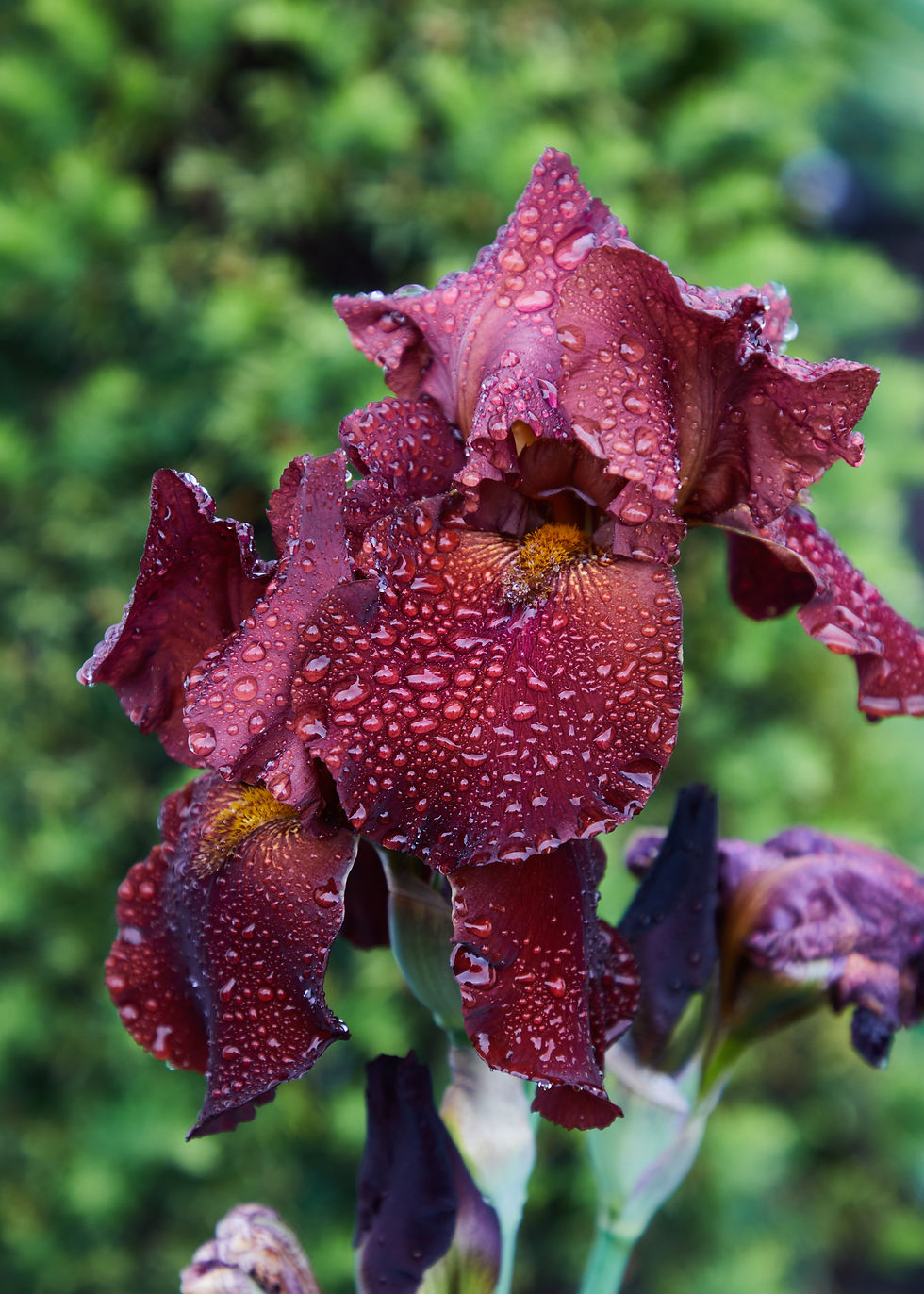 Miniature : Burgundy Flower