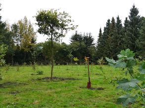 Bäume pflanzen auf einer Wiese