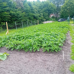 Gemeinschaftsgarten Osterscheps