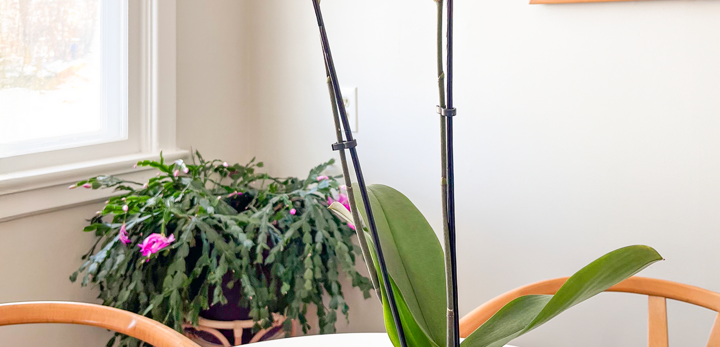 A potted yellow orchid with two tall stems sits on a white tabletop beside a pink crystal. A holiday cactus and framed artwork are visible in the background.