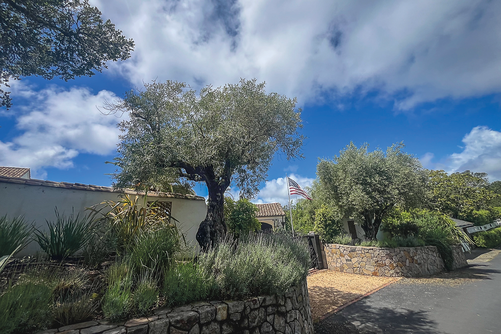 Two dwarf olive trees flank the driveway at 339 Golden Gate Ave. in Belvedere. The trees — planted in 72-inch boxes instead of the approved 36-inch boxes — became the central dispute in a four-year legal battle over a $300,000 construction time-limit penalty that settled for $100,000. (Tyler Callister / The Ark)