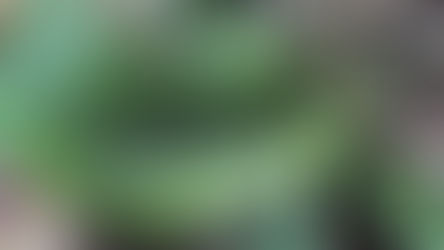 Garden Plot: Gnats, other pests can be a buzzkill for indoor plants