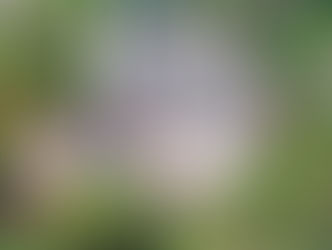 Belvedere weighs policy to reverse historic home designations