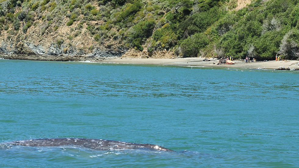 Gray whale TMMC-1-91, also known as Ladybug, is seen in the foreground while a necropsy takes place May 5, 2025, on Angel Island’s San Springs Beach. TMMC-1-91’s carcass was later found washed ashore May 31 close to McNears Beach in San Rafael. (Josephine Slaathaug / Marine Mammal Center)