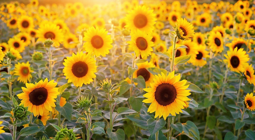 sunflower-3550693_1920_edited.jpg