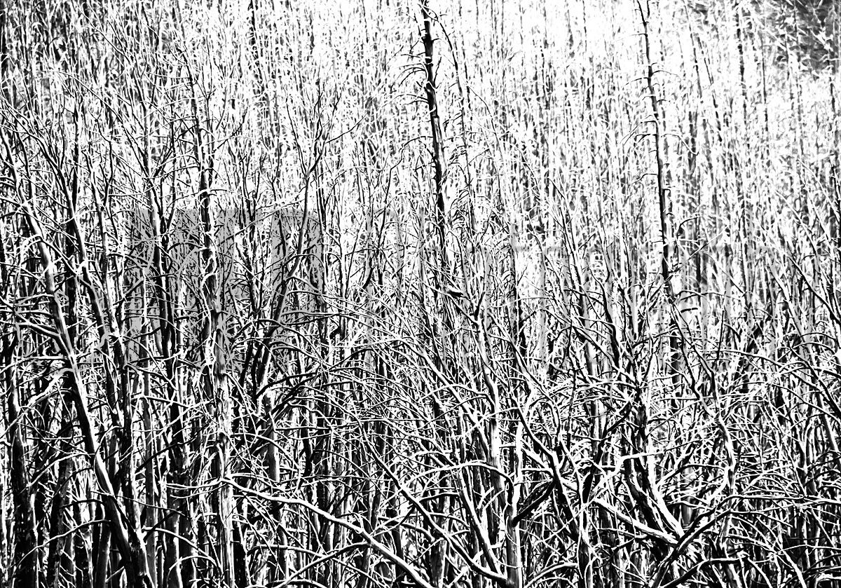 Yellowstone National Park (1)