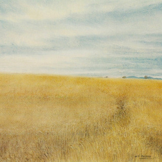 The barley field.