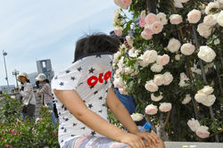 ROSE GARDEN-039