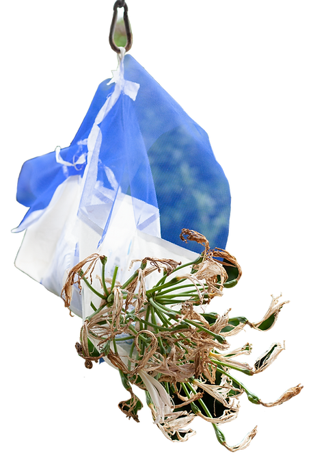 Hanging%20Basket_edited.png