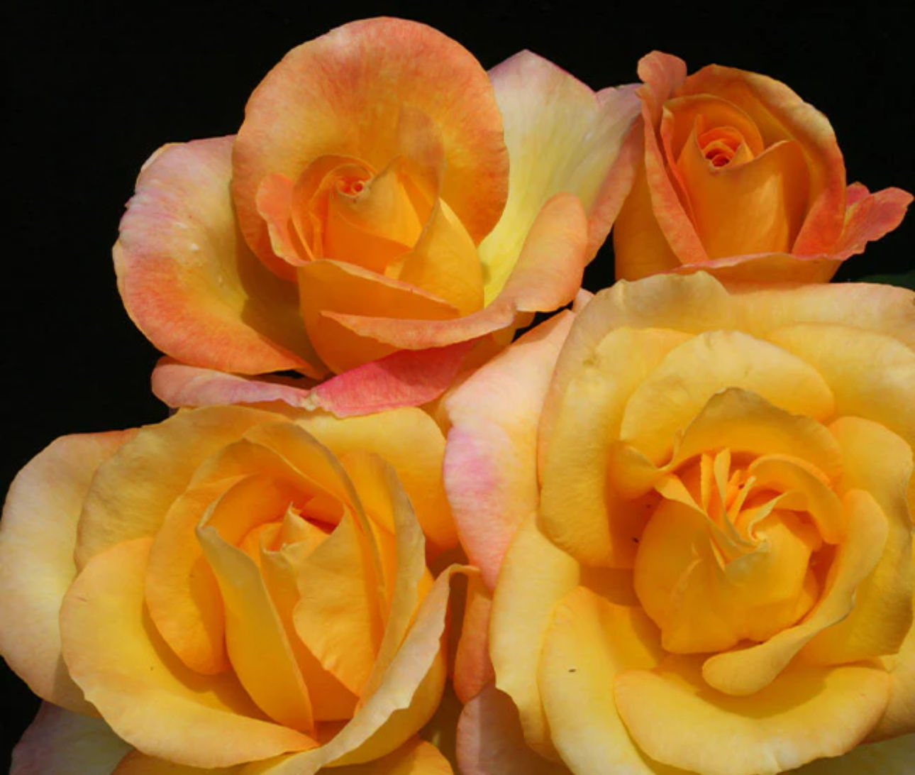 Gold medal bush rose