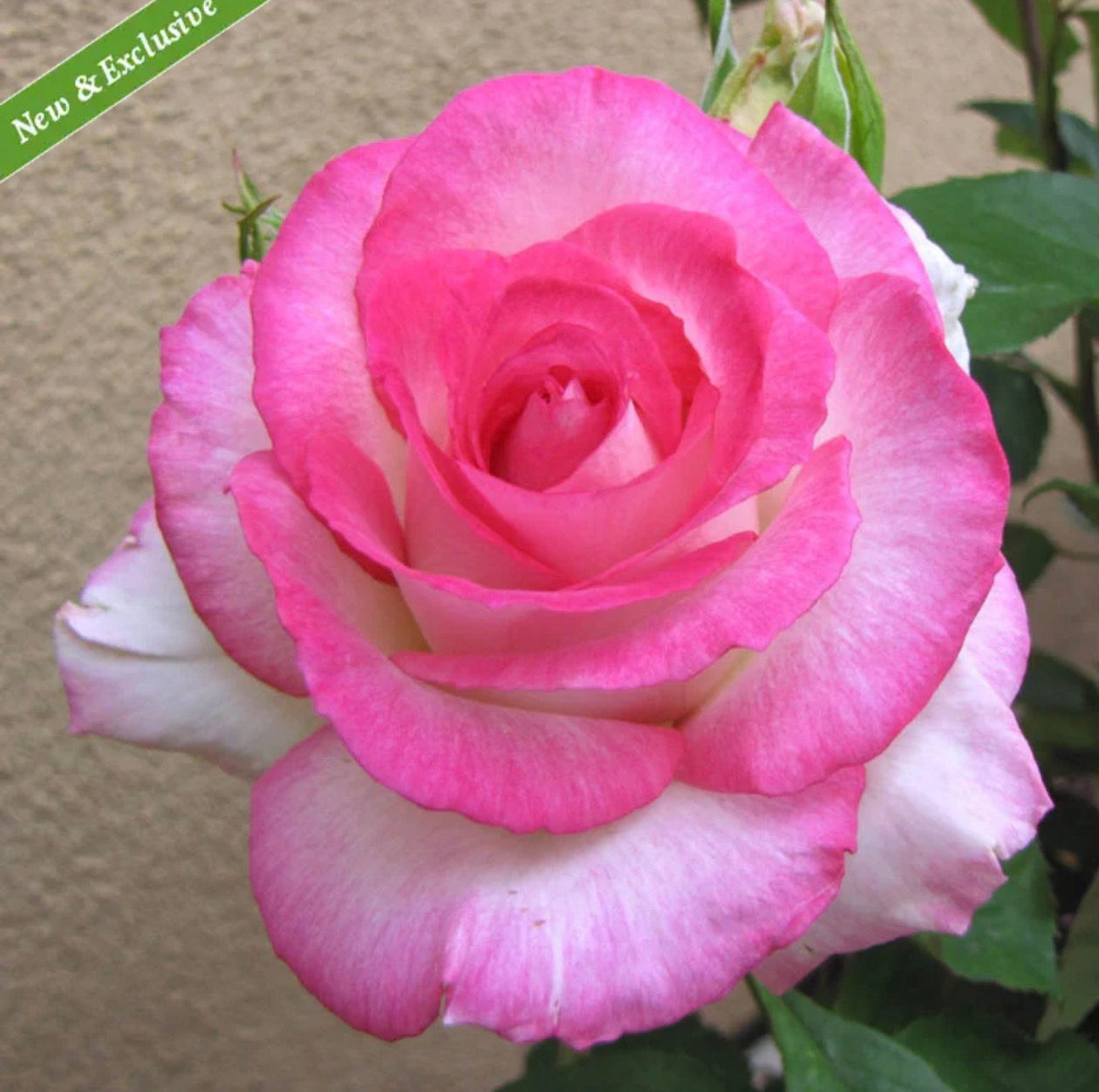 Angelic Veil Bush Variety Rose