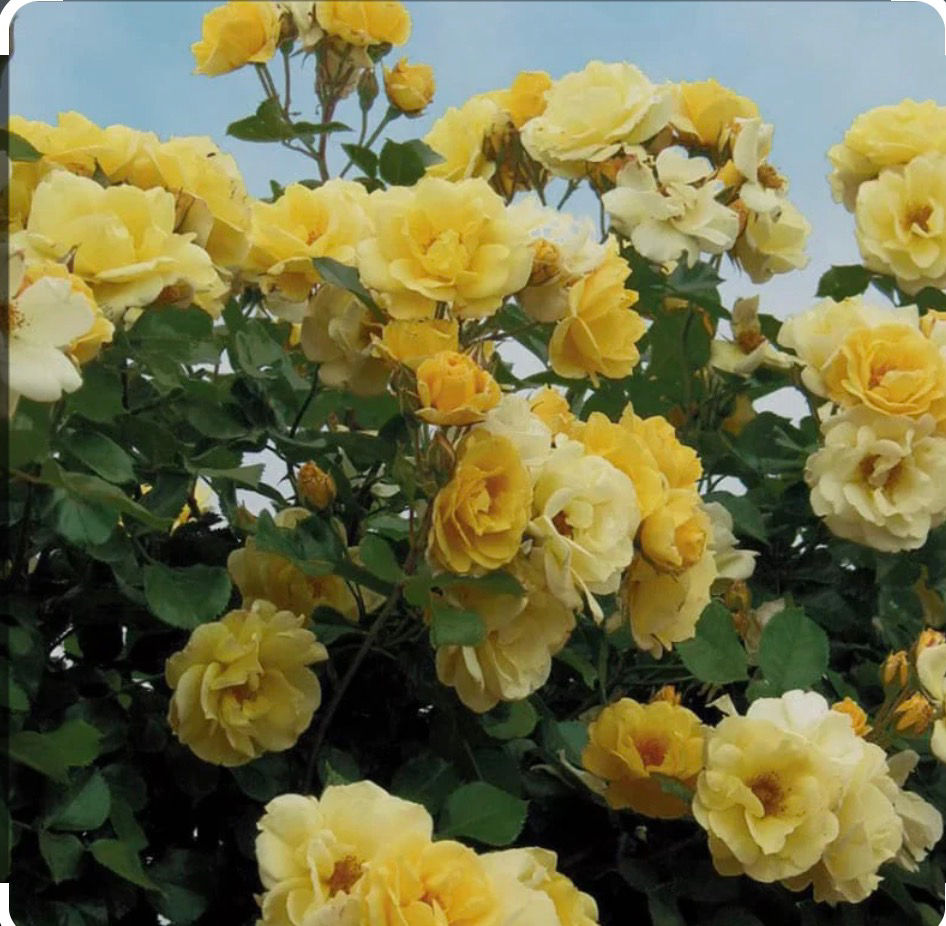 Thumbnail: Sky’s the Limit Climbing Yellow Rose 