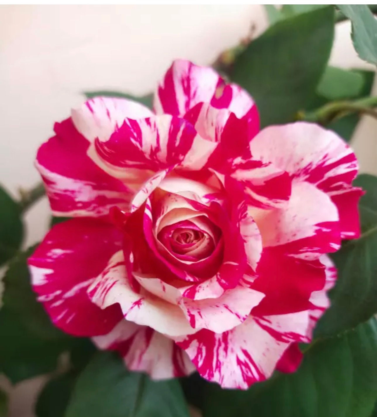 Climbing Fly So High unique color 